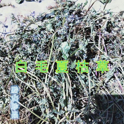 贵州草药散血草白头翁伏地筋骨草白毛串中药材白毛夏枯草晒干