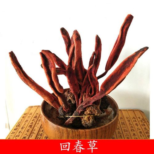 回春草 顶天柱不老草泡酒料起阳草多规格可选 回春草50克 默认