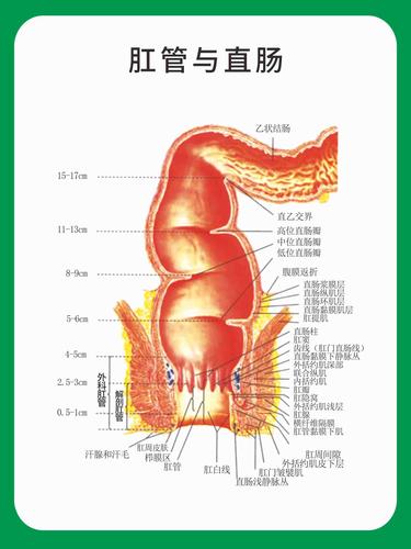 m768医院肛肠科门诊肛管与直肠图2522海报印制喷绘写真展板59-37