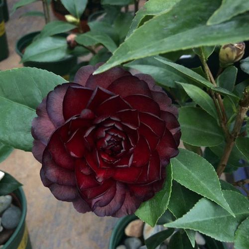 墨川名贵黑色系稀有山茶花 超级墨川 黑赤丹金碧辉煌茶花树苗盆栽