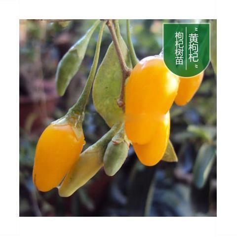 结果果树红枸杞苗7号大果枸杞树盆栽庭院南北方根茎1厘米 黄枸杞4年苗