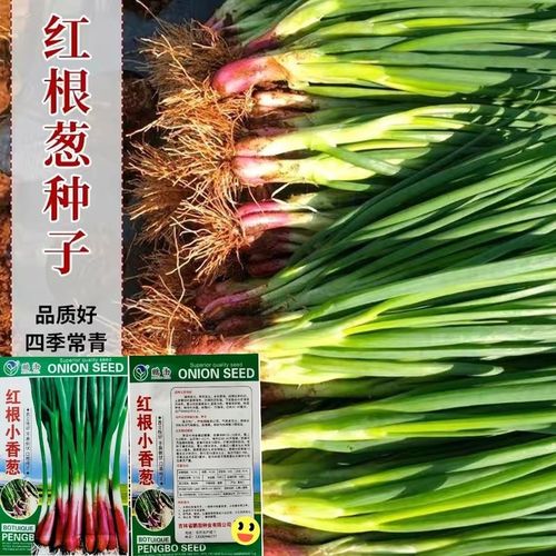 四季红根小香葱种子盆栽葱种红葱小葱种籽春季秋季四季阳台蔬菜孑
