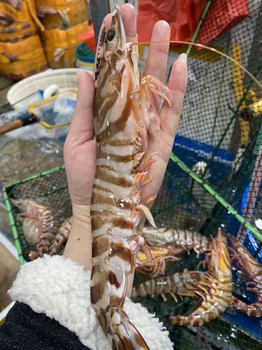 鲜活海南大花虾 斑节虾 5-10只每斤 北京同城闪送
