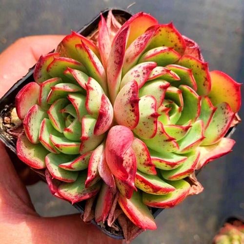 多肉爱火多肉植物贵货新品高端多肉花卉绿植盆栽花卉防辐净化基地