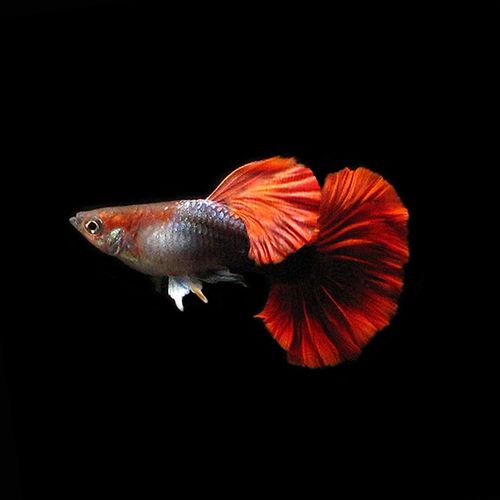 巴西红扇褶扇孔雀鱼观赏鱼热带鱼凤尾鱼小型淡水鱼纯种活体宠物
