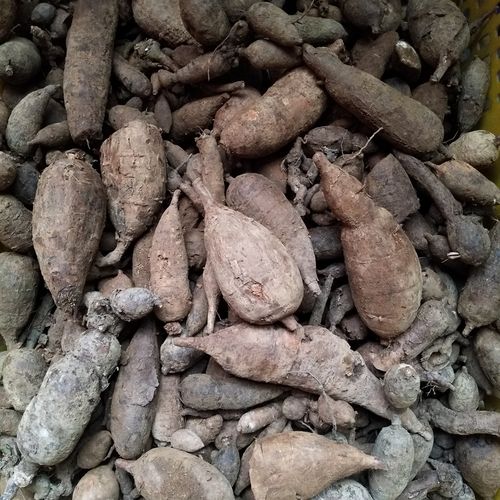 新鲜白蔹2021产新野生见肿消山地瓜山葡萄磨粉白脸干货中药材500g