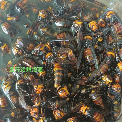 马蜂酒虎头蜂金环地雷蜂活蜂泡酒黄脚人工精选鲜活直泡顺丰包邮