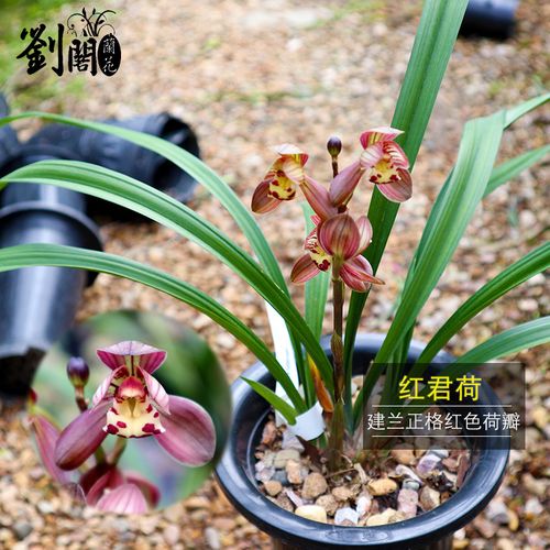 劉閣蘭花 建兰四季兰名品 红君荷 现带浓香花苞 荷瓣红色大花好养兰