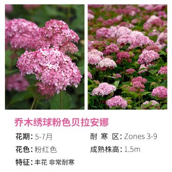 乔木绣球 粉色贝拉安娜2加仑 带盆栽好