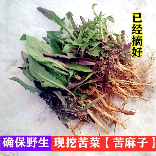 苦菜新鲜包邮野菜1斤食用苦荬菜苦麻子菜败酱草苦碟子菜大根
