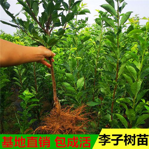 脆红李优选  南北方种植新品种四川眉山付成德脱骨脆甜嫁接李子苗