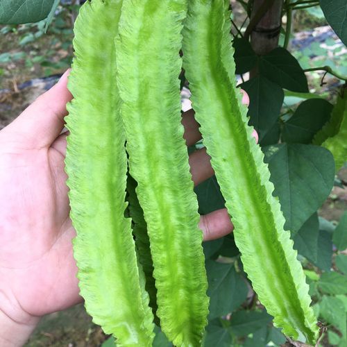 海南新鲜蔬菜四角豆现摘现发四棱豆空运包邮