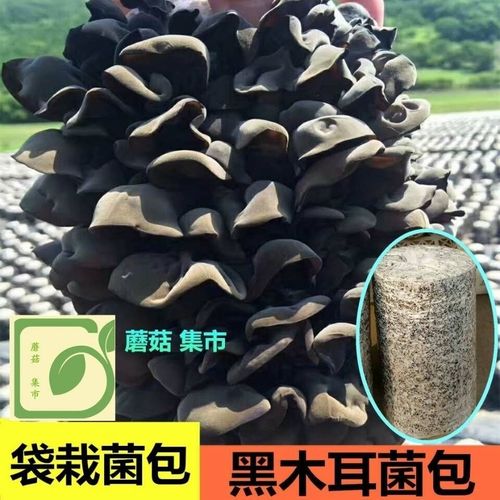 树上种植黑木耳菌种肥料黑木耳菌包东北黑木耳
