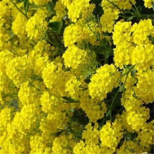 芗苒岩生庭芥种籽散装多年生宿根花种籽春秋播种园林绿化景观花卉种子