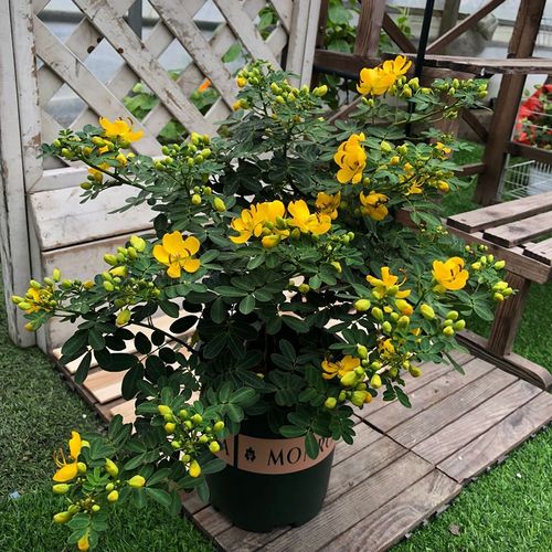 黄金梅盆栽耐寒木本植物庭院花园多年生花卉露天室外开花带花苞