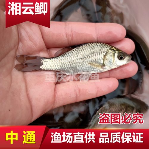 重庆发货 优质鲫鱼苗 工程鲫 湘云鲫 鲤鲫 淡水养殖活体 冷水
