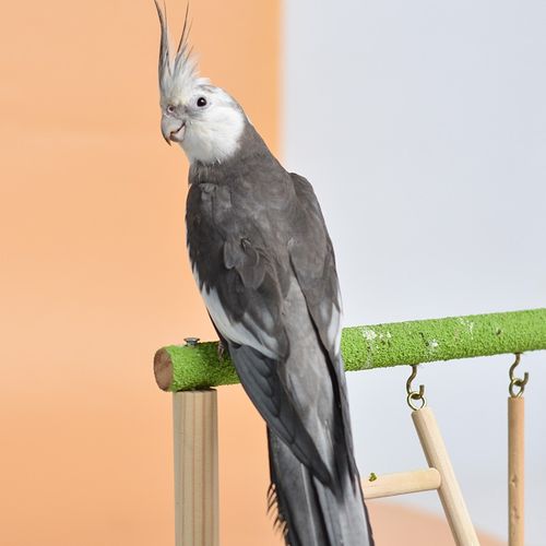 特色玄凤鹦鹉高端活鸟活物鸟粮鸟笼手养幼鸟活体亲人观赏宠物 黑牛