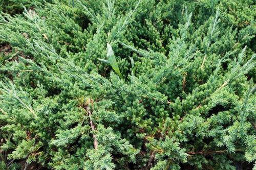 7/棵 铺地柏 铺地柏杯苗 铺地柏种植基地 铺地柏产地 铺地柏价格