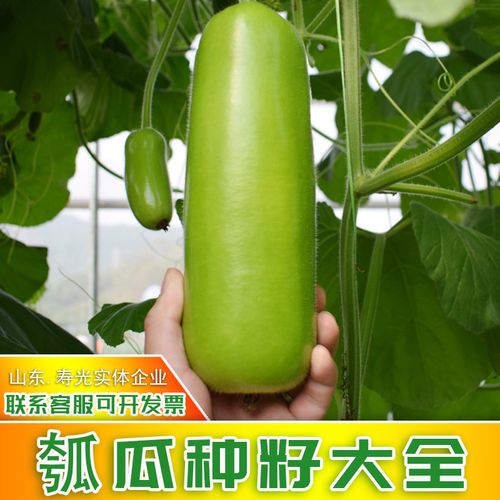 瓠瓜种菜葫芦瓜蒲瓜圆瓠子瓜种籽苗早熟秋季四季高产蔬菜种孑大全