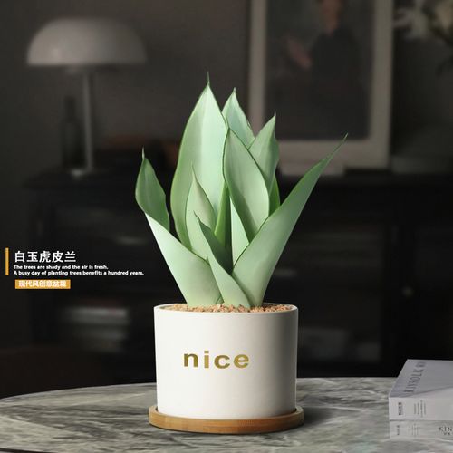 白玉虎皮兰盆栽办公室桌面防辐射绿植吸甲醛净化空气好养花卉植物