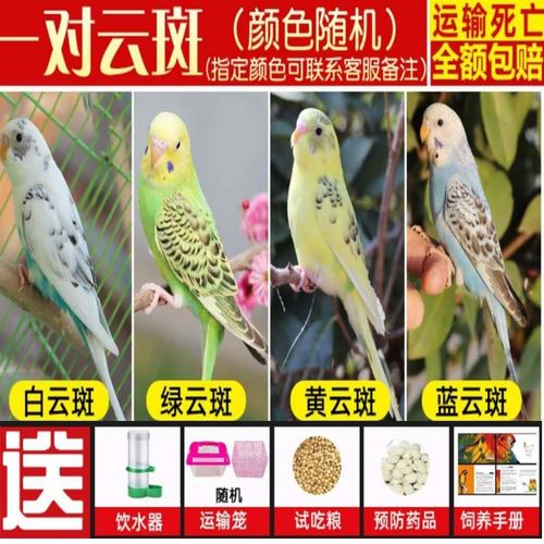 虎皮鹦鹉牡丹鹦鹉活体玄凤鹦鹉活体鸟手玩手养鸟活体 2只云班(颜色