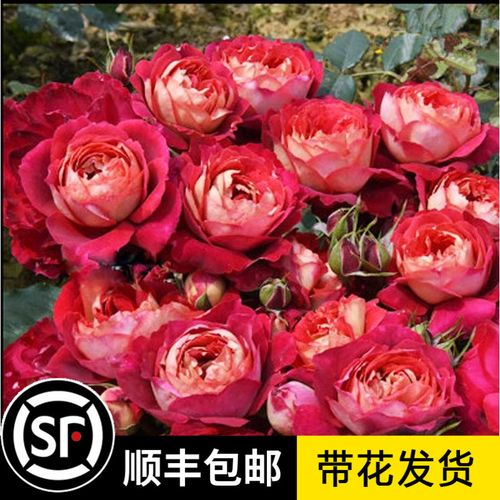 马萨德医生月季花苗大花浓香阳台庭院盆栽花卉勤花多头多季开花