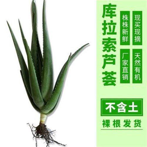 芦荟芦荟食用的的盆栽盆栽能吃可以吃