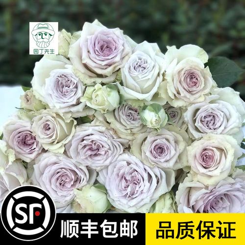欧月银雨月季苗德国切花月季蓝紫色月季花苗庭院阳台盆栽玫瑰花苗
