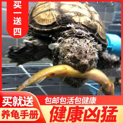 不二臣爆刺凶猛活体纯佛原种鳄龟宠物龟水生龟肉食乌龟 国产二代纯佛
