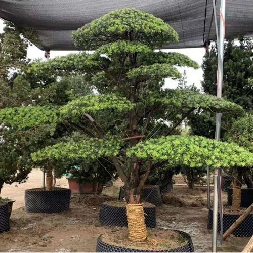 大型罗汉松造型树工程绿化别墅庭院地栽盆栽迎客松树苗四季常青 1米高