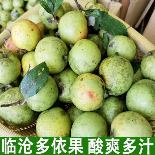 哆依果野生云南临沧多酸依果特产孕妇酸水果 酸木瓜 送火烧辣椒面