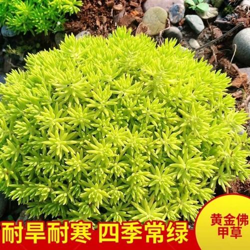 黄金佛甲草地被植物庭院遮荫包活邮阳台耐寒耐旱四季常绿室外