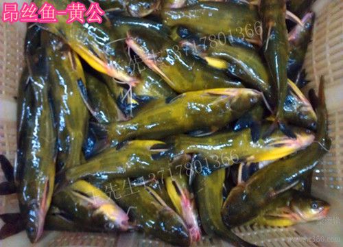 昂丝鱼(黄公)鱼苗成鱼批发 锦鲤夏花鲈鱼鲫草鱼花鲢武昌鱼