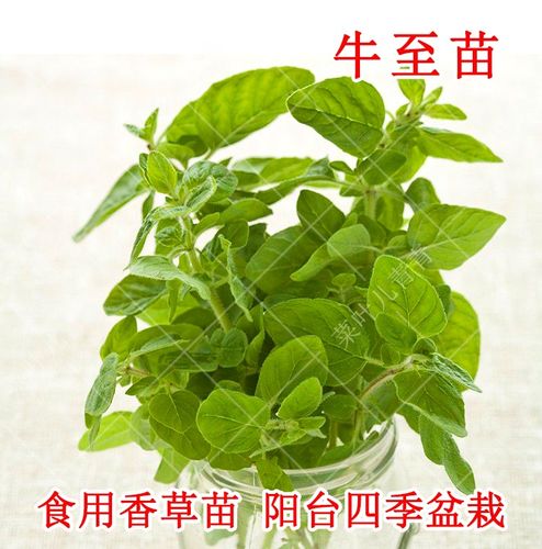 新品食用香草苗牛至苗盆栽苗阳台四季盆栽绿植花卉四季易种易活.