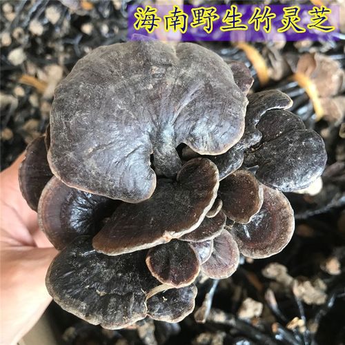 野生灵芝海南正品竹灵芝精选长脚小红灵芝整枝干货菌香500克包邮