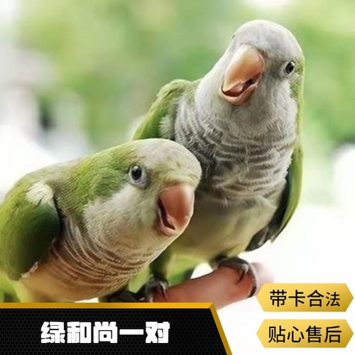 太阳鹦鹉和尚活体小太阳鸟活体鸟带标识合法鸟宠物观赏鸟家养宠物活体
