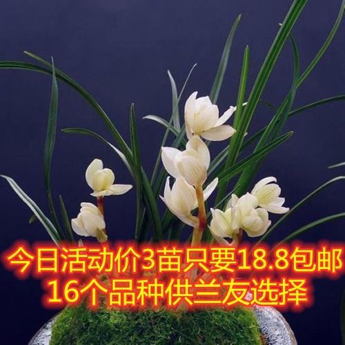 包邮云南名品兰花苗盆栽莲瓣兰【素冠荷鼎】阳台庭院