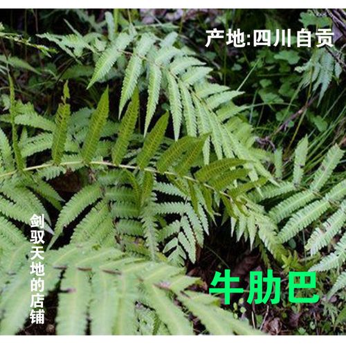 梳子草篦子草牛肋巴草蜈蚣草养生中药材农产品百足草