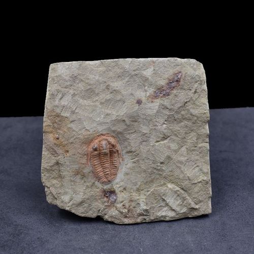 天然三叶虫化石古生物化石标本原石头王冠虫化石地质科普教学标本