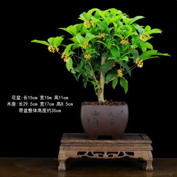 老桩盆景 桂花盆景老桩四季桂金桂含盆浓香型造型树桩客厅植物花卉