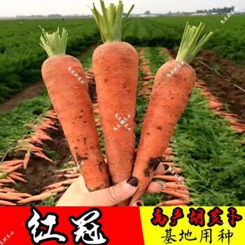 基地春夏秋季日本红胡萝卜籽种孑七寸参夏季盆栽农家四季蔬菜种子 红