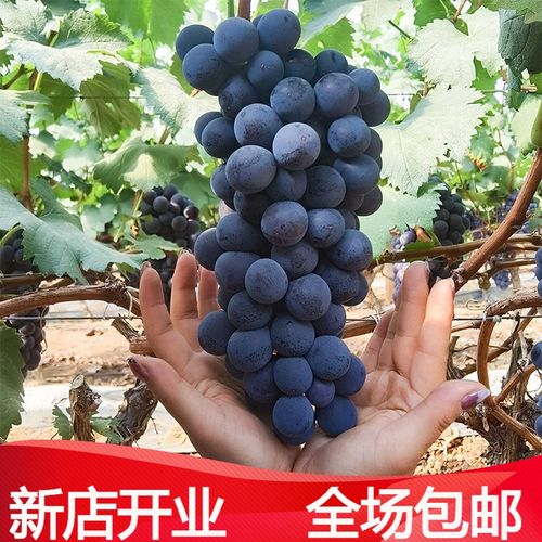 现摘夏黑葡萄新鲜夏黑无核葡萄无籽葡萄黑葡萄陕西酿酒 净重2斤串装
