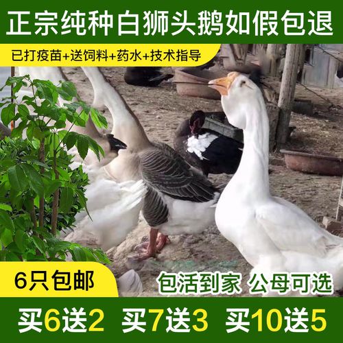 正宗白狮头鹅活苗潮汕特大种狮头鹅活体幼崽六只以上包邮