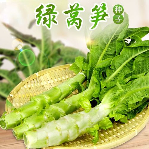 莴苣种子莴笋菜种籽种孑秋冬季菜苗大全农家蔬 四季莴笋原厂包装-1包
