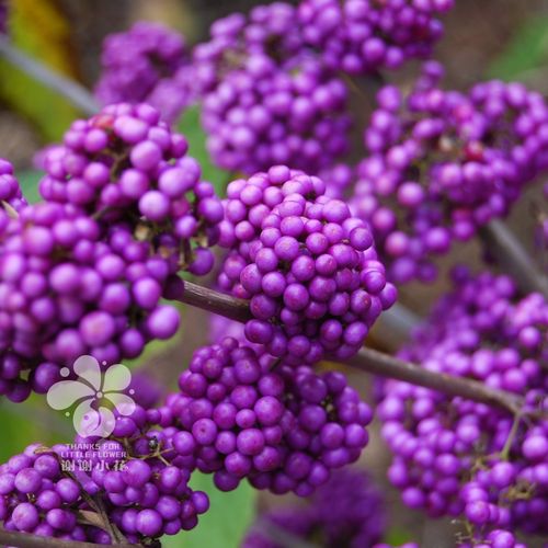 谢谢小花 日本紫珠 观花观果多年生趣味花卉灌木盆栽植物耐寒耐热