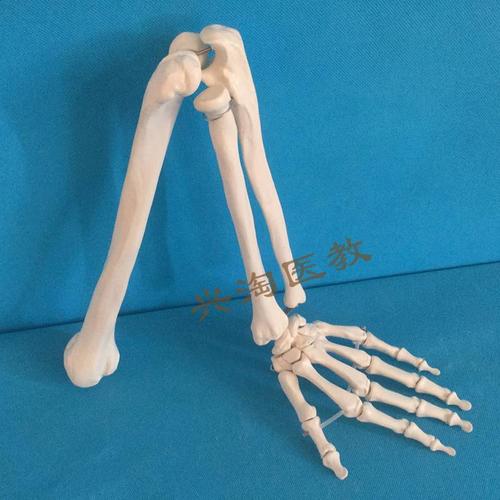 人体骨架模型上肢骨模型成人手臂骨肘关节手关节人体手臂骨骼模型
