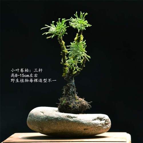 盆景盆栽绿植小叶三杆卷柏老桩九死还魂草假山吸水石室内四常青