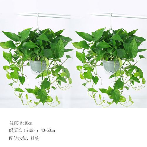 特大超长藤绿萝盆栽室内大型植物绿萝懒人盆栽客厅除甲醛吊藤水培