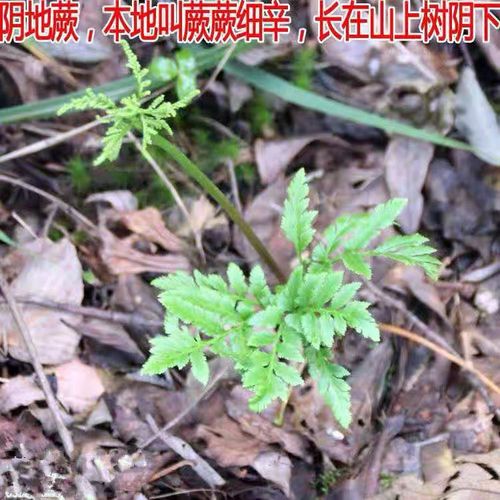 阴地蕨新鲜带根整棵发货细辛小春花中药材独脚金一朵云室内外盆栽