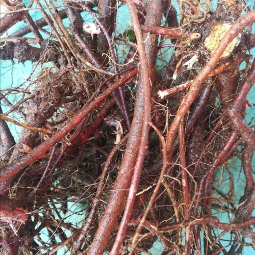 胡枝子根新鲜马料梢树根野生中草药活血丹根500克下单后采红根
